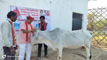 गौ माता का पूजन करते समाज सेवी गुलाब चंद्र कुशवाहा जी