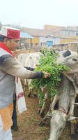 पलहरि गौशाला में सैकड़ो गौ माताओं और गोवंशों को खिलाया गुड़ चना, लिया गौ माता का आशीर्वाद