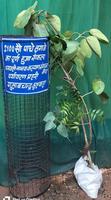 समाजसेवी श्री गुलाबचंद कुशवाहा जी ने सभी जनपद वासियों से  कम से कम एक-एक पौधा लगाने की अपील की