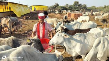 गौ माता का पूजन करते समाज सेवी गुलाब चंद्र कुशवाहा जी