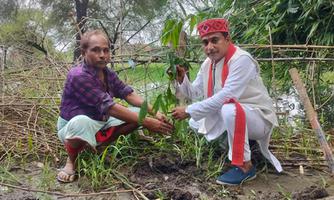 संकल्प के 2100 पौधे  में से गुलाबचंद्र कुशवाहा जी द्वारा  अब तक की सुरक्षित स्थानों पर 2097 पौधे लगाए जा चुके हैं.