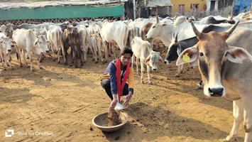 गौ माता का पूजन करते समाज सेवी गुलाब चंद्र कुशवाहा जी