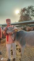 गौ माता का पूजन करते समाज सेवी गुलाब चंद्र कुशवाहा जी