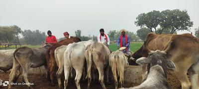 समाजसेवी ने  गौमाता का पूजन कर खिलाया गुड़-चना