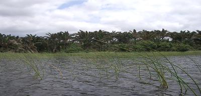 कोसी के उपजाऊ मैदान