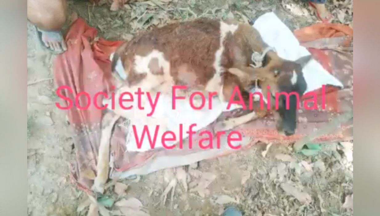First aid given to the injured calf in Malhari Chinhat Lucknow