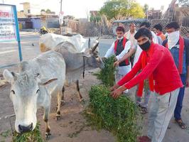 माता एवं प्लहरी गौशाला में सैंकड़ों गायों को खिलाया चारा