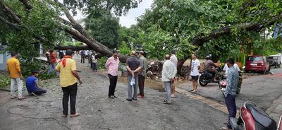 मैथिलीशरण गुप्त वार्ड में भारी बारिश से गिरा पेड़, पार्षद ने नगर निगम की टीम के साथ की कार्यवाही