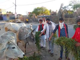 माता एवं प्लहरी गौशाला में सैंकड़ों गायों को खिलाया चारा