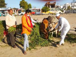 माता एवं प्लहरी गौशाला में सैंकड़ों गायों को खिलाया चारा