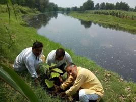 Planting Trees along East Kali River.