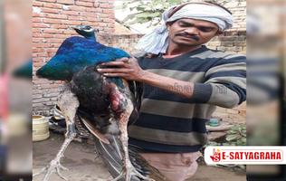 जंगल में विचरण कर रहे मोर पर कुत्‍तों ने किया हमला, ग्रामीण ने बचाया Aligarh news